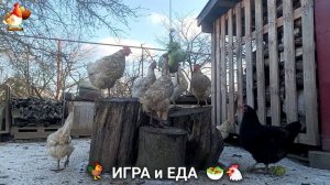 Кормление кур овощами и фруктами для зарядки и от скуки 🥗🐓🤗  (47)