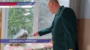 Упростить правила помощи диким животным, попавшим в беду, предлагают в региональном парламенте