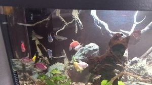 Мои аквариумы 21.01.2026г.