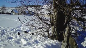 Дикая, старая яблоня