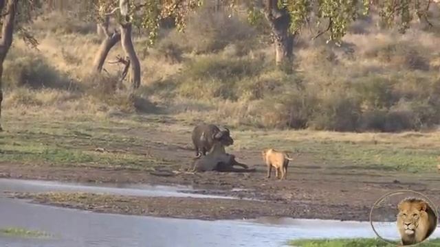 Охота 15. смотреть онлайн