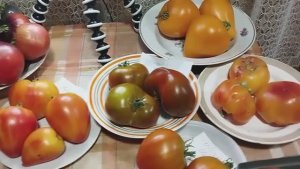 Выставка томатов, выращенных в Кировской области.  т. 89229284031