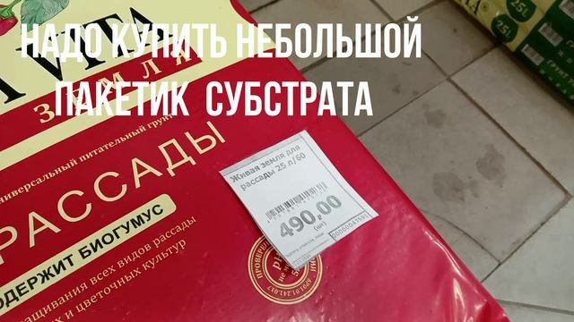 ПЕТЕРБУРГ В ЯНВАРЕ 2026 ГОДА. смотреть онлайн