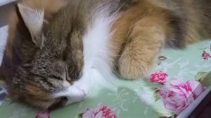 Муся спит у компьютера.