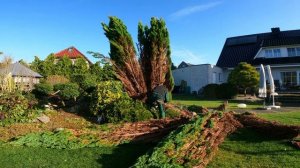 Кусторез. Спил ели