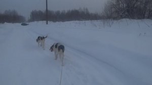 Охота на зайца в рождество 19.01.2026г.