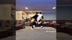 супер кот эдит часть2