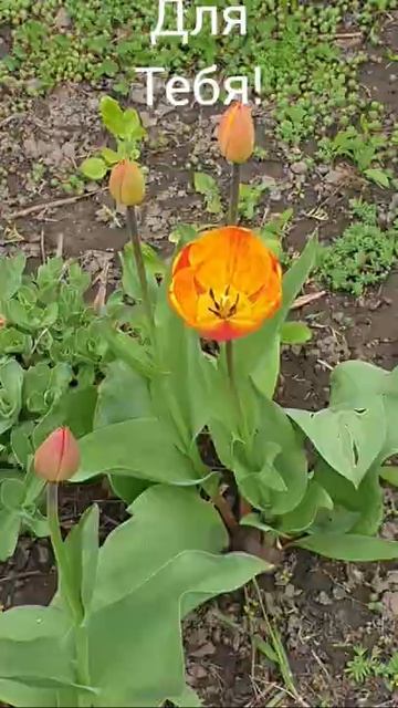 С добрым утром смотреть онлайн