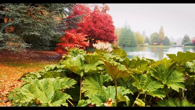 Расслабляющие прогулки под дождем в формате 4K 🌧️ Звуки дождя для учебы и концентрации