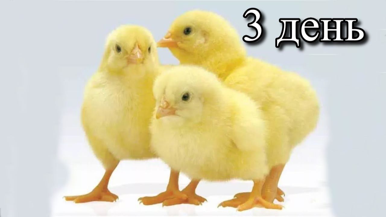 Выращивание бройлеров без антибиотиков, день 3 | Крапива, вода, кормление