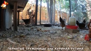 Куриная рутина – что делают куры на выгуле 😂 эпизод (120)