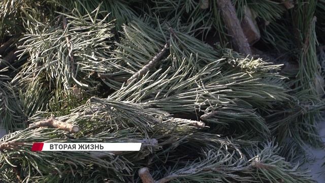 Подарите ёлке вторую жизнь смотреть онлайн