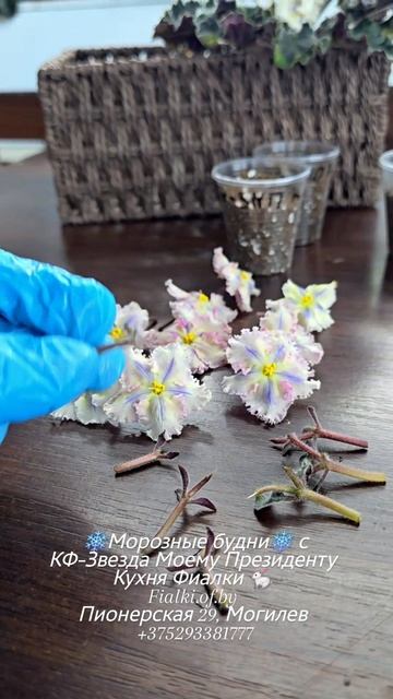 Наши зимние будни "Кухня Фиалки" 🐇 смотреть онлайн