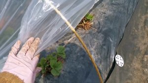 Натягиваем пленку на дуги для клубники.