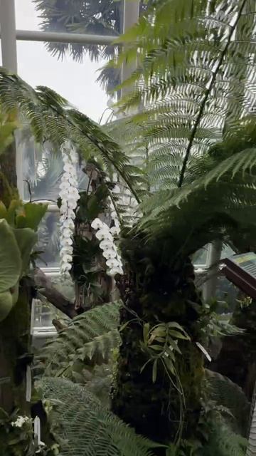 Как вам такая гигантская орхидея? Впечатляет? смотреть онлайн