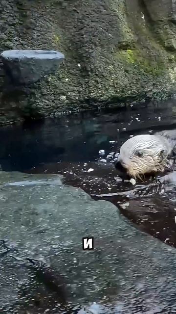 Самое милое животное 🤗