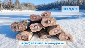 Рыба язь купить