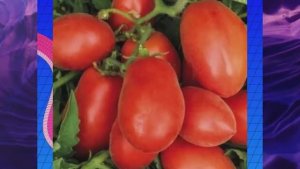 Детерминантные сорта томатов. Новинки сезона 2025 года. г. Киров