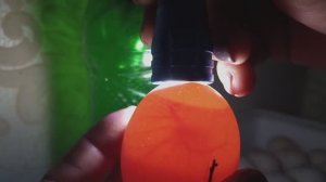 4е сутки инкубации. Проверка яйца на оплод.