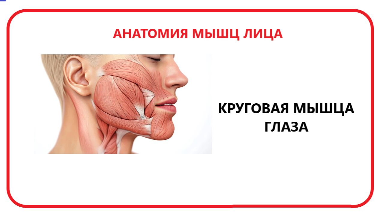Круговая мышца глаза смотреть онлайн