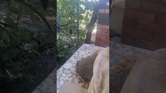 Урожай винограда 2025год