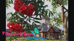 Горький вкус рябины.