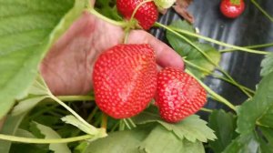 Элли. Отличник по всем показателям