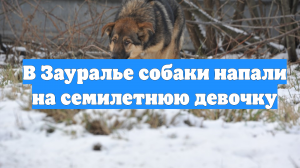 В Зауралье собаки напали на семилетнюю девочку
