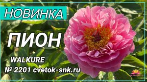 Травянистый гибрид "WALKURE"/Сад Ворошиловой