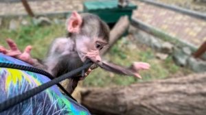 Люся с Сеней сделали из моих шнурков ТРОСЫ ДЛЯ СКАЛОЛАЗАНИЯ, а Ангелина подносит им еду)))