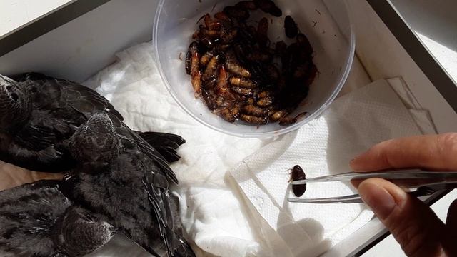 О стрижах гайд обзор 2024 смотреть онлайн