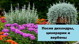Посев дихондры и цинерарии, сезон 2026 года открыт!