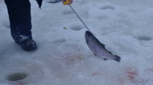 сёмкина 2 в комаровке