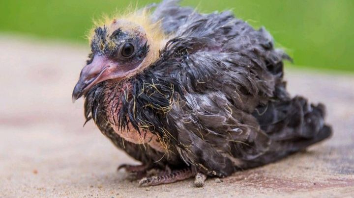 Голуби. Интересно. смотреть онлайн