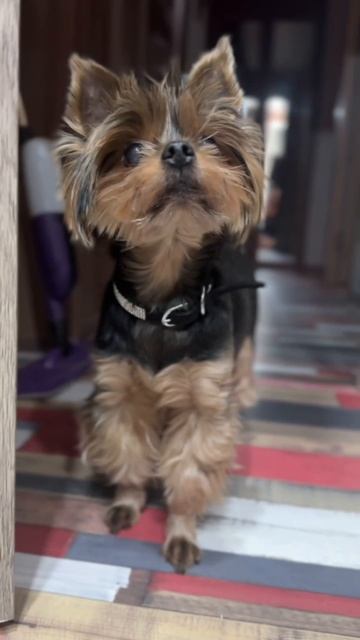 VID_20260121_193245_997.mp4 смотреть онлайн