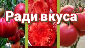 Томаты 2026. Сорта. Качество плодов в приоритете