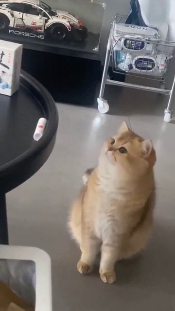 0606 (1)(9) (online-video-cutter.com).mp4 смотреть онлайн