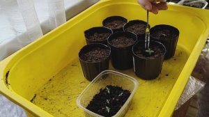 ПИКИРОВКА ЭУСТОМЫ