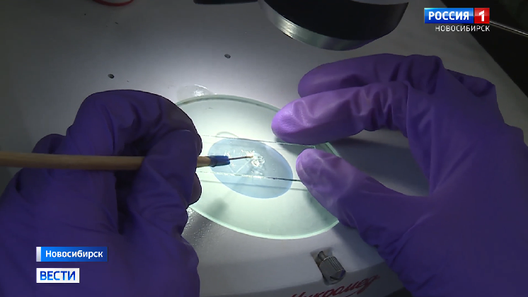 СКИФ помог новосибирским учёным улучшить препарат для лечения оспы смотреть онлайн