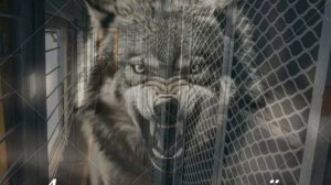 Garik Garik. А мы вагон шатанем.