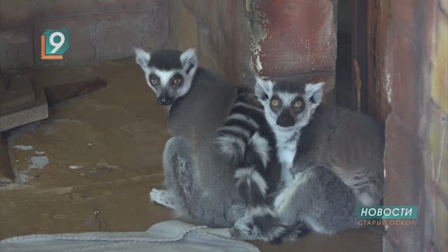 Кто впал в спячку, а кому не хватает общения: зоопарк зимой смотреть онлайн