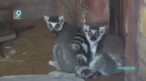 Кто впал в спячку, а кому не хватает общения: зоопарк зимой