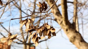 Поэтические этюды ( К. Оспанов )