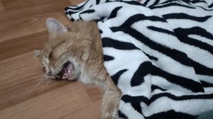 Очень нужна помощь 🆘 🆘 Как я и предполагала, ночь была ужасной и очень длинной, казалось, что она