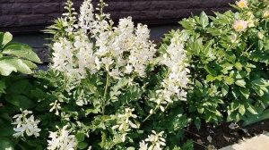 Диктамнус, ясенец, купина в нашем саду 2025