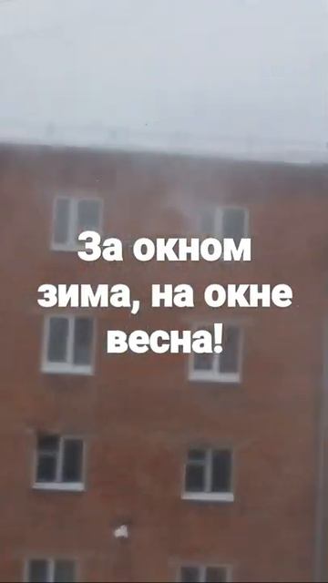За окном зима. На окне весна. Зимушка зима. Короткое видео. Дружно заходим ко мне на канал. #Shorts смотреть онлайн