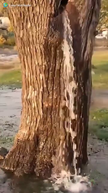 VID_20260121_194120_810.mp4 смотреть онлайн