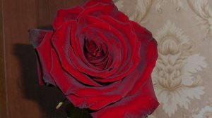 Весеннею порою под грустный шум дождя 21_01_26