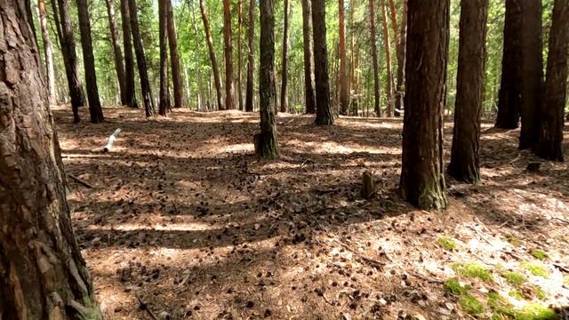 Лето, прогулка по лесу смотреть онлайн