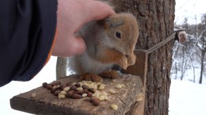 Покормил ласковую белку. Зарисовка